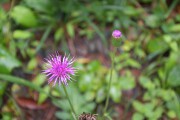 アザミ アザミの花