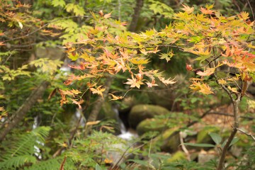 紅葉 紅葉