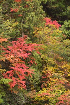 鮮やかな紅葉 姥湯温泉