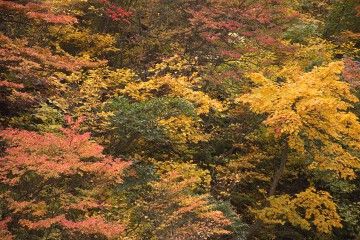 見事な紅葉 姥湯温泉