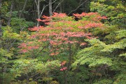 ハゼの紅葉 滑川温泉