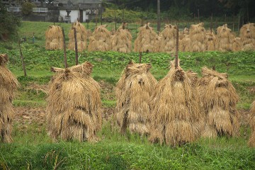 稲わら干し 稲わら干し