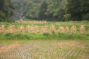 稲わら干し 稲わら干し