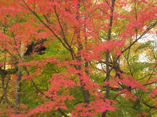 参道 永観堂 禅林寺