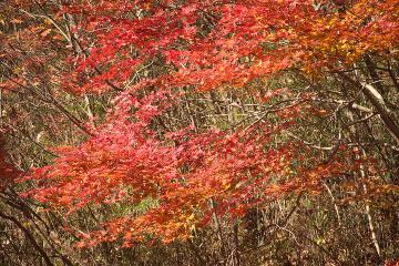 紅葉 紅葉