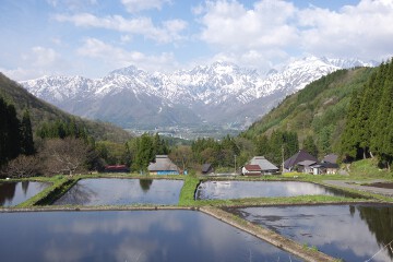 五竜岳と棚田 五竜岳と棚田