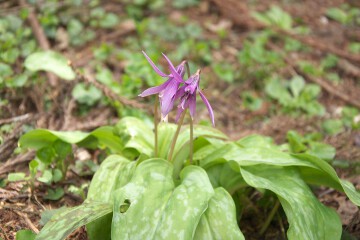 カタクリ カタクリの花