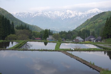 北アルプスと棚田