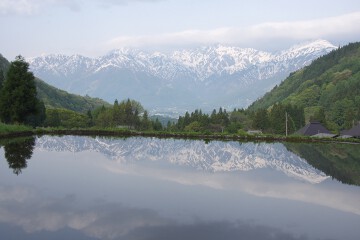 北アルプスと棚田