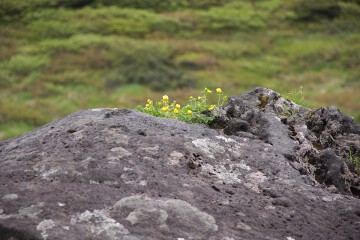 ミヤマキンバイ