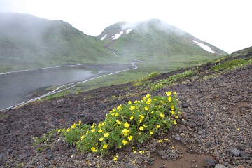 ミヤマキンバイ