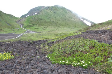 ミヤマキンバイとチングルマ