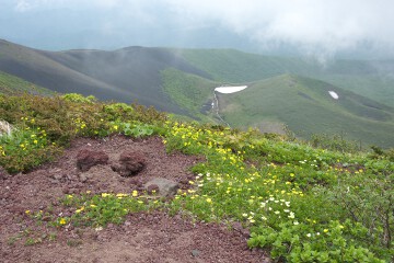 ミヤマキンバイとチングルマ