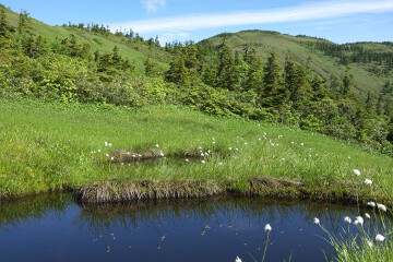 湿原の池糖
