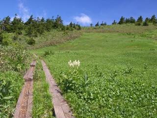 湿原の木道とコバイケイソウ