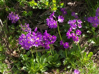 ハクサンコザクラ