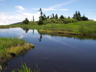 湿原の池塘