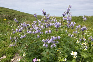 ハクサンシャジン ハクサンシャジン