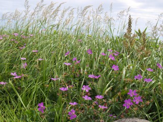 ハクサンフウロ ハクサンフウロ