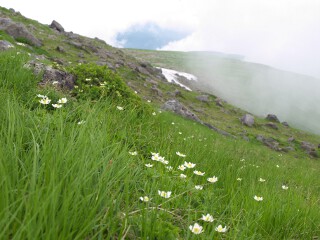 ハクサンイチゲ ハクサンイチゲ