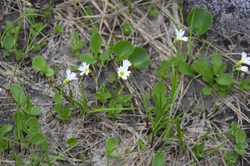 ヒナザクラ ヒナザクラ