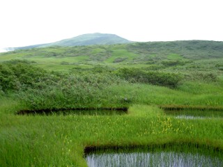 池塘とキンコウカ 弥陀ヶ原湿原