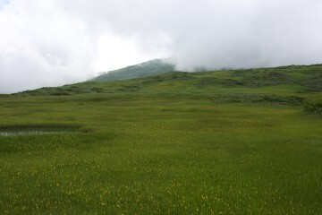 池塘とキンコウカ 弥陀ヶ原湿原