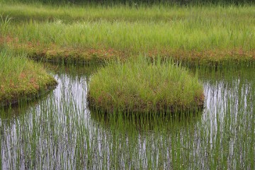 ミヤマホタルイ(深山蛍藺) ミヤマホタルイ
