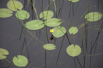 オゼコウホネ オゼコウホネ