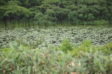 オゼコウホネ オゼコウホネ