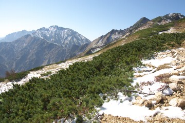 ハイマツと雪と五竜岳