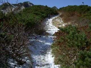 ハイマツと雪 ハイマツと雪