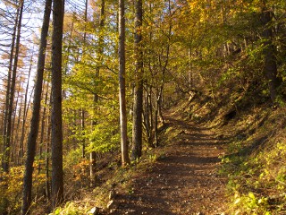 カラマツの樹林帯