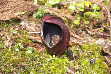 ザセンソウ ザゼンソウ