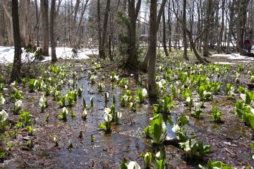 ミズバショウの群落 落倉自然園