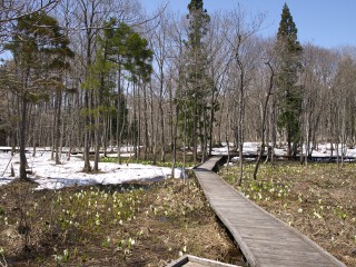 遊歩道の木道 落倉自然園