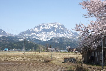 頸城駒ヶ岳と桜 頸城駒ヶ岳