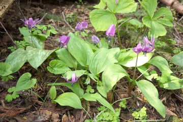 カタクリ カタクリ