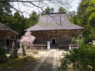 枝垂れ桜 国上寺本堂