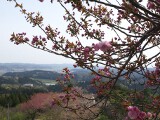 八重桜 八重桜