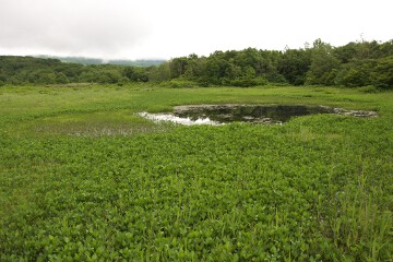 桑の木台湿原