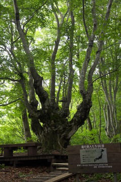奇形巨木ブナ