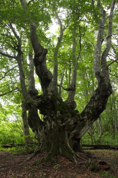 奇形巨木ブナ