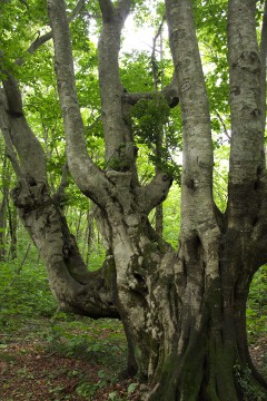 奇形巨木ブナ