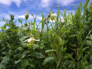 キバナノヤマオダマキ