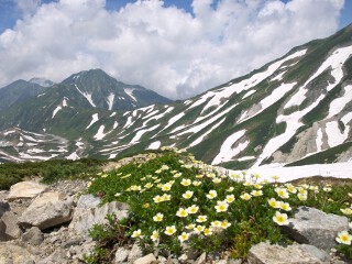 チングルマ チングルマ