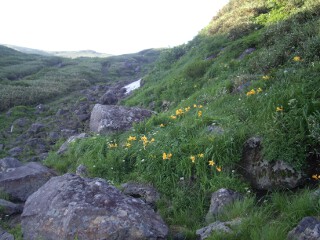 ニッコウキスゲ ニッコウキスゲ
