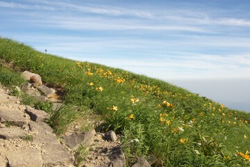 ニッコウキスゲ ニッコウキスゲ