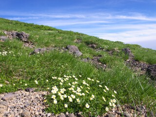 チングルマ チングルマ