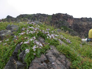 イワブクロ イワブクロ